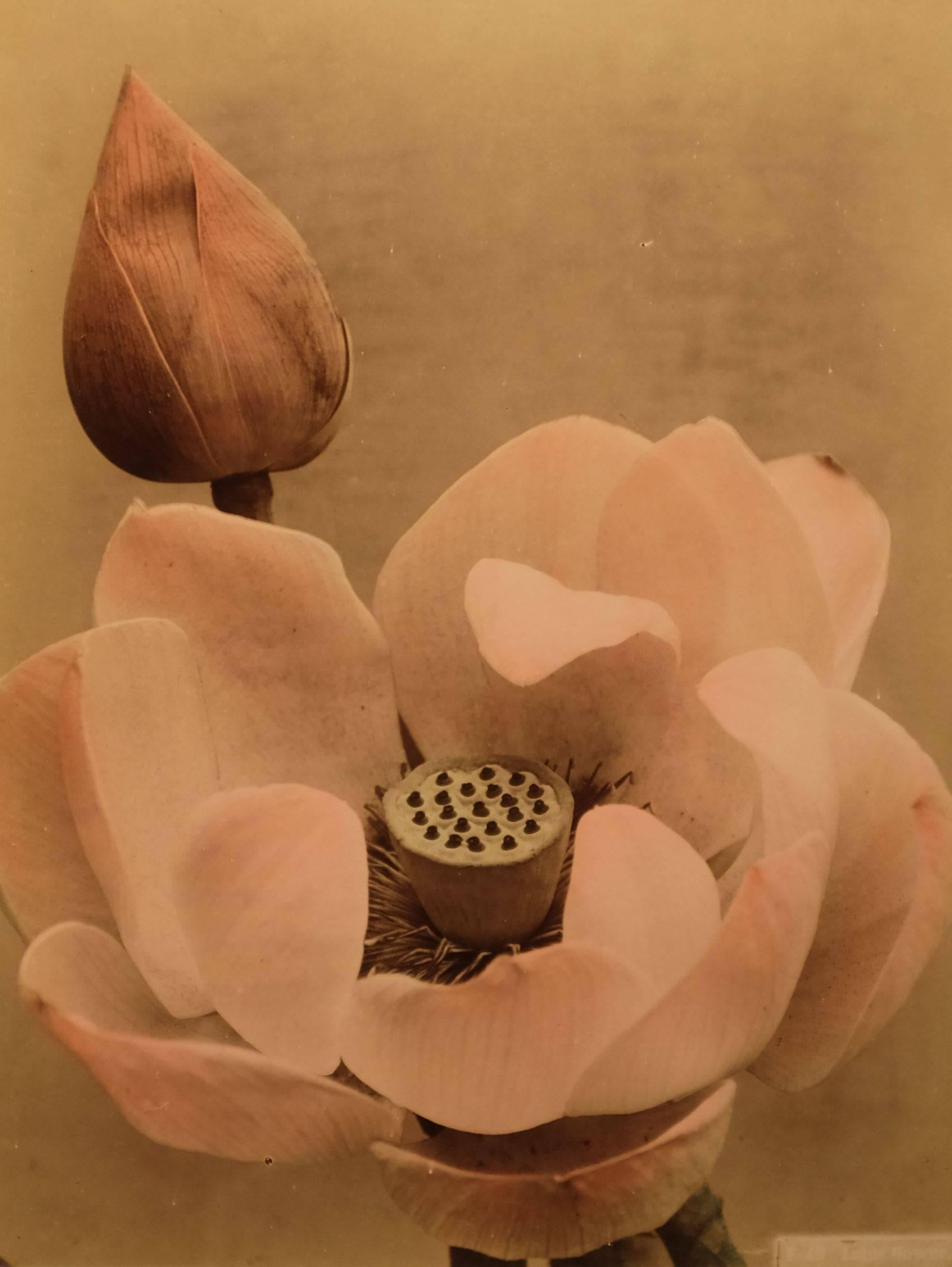 Unknown Still-Life Photograph – Lotus