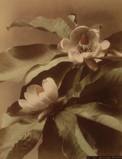 Antique Magnolia Watsoni