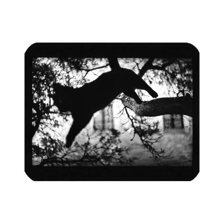 Giacomo Brunelli Black and White Photograph - Cat Jumping Tree