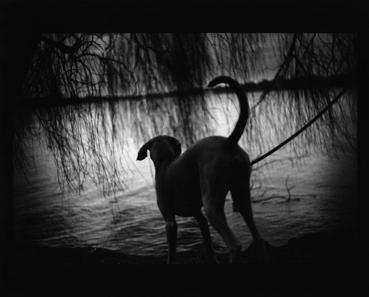 Giacomo Brunelli Black and White Photograph - Dog Willow