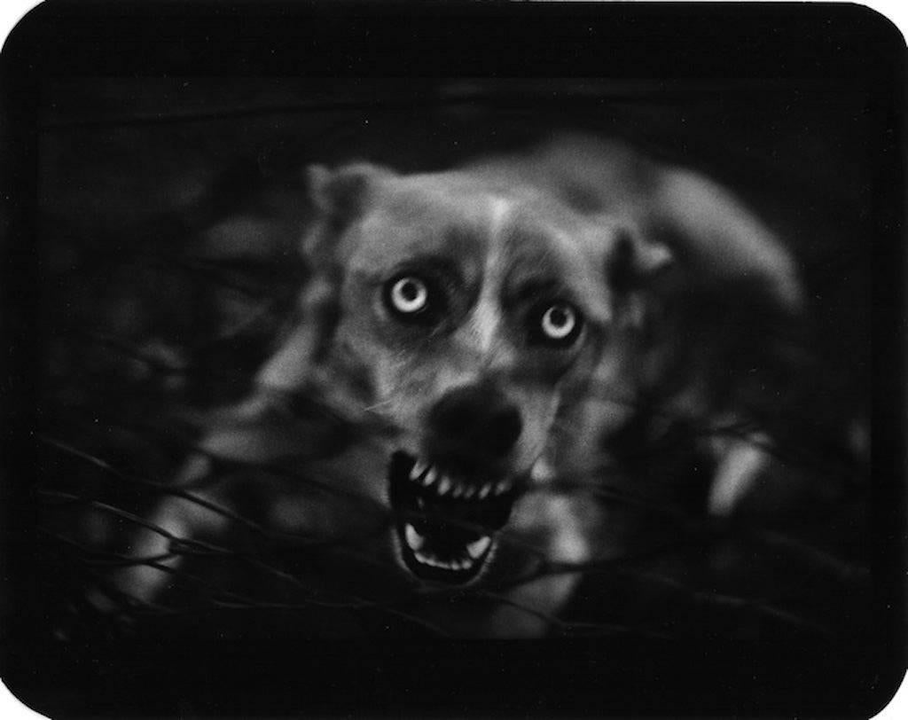 Giacomo Brunelli Black and White Photograph - Dog