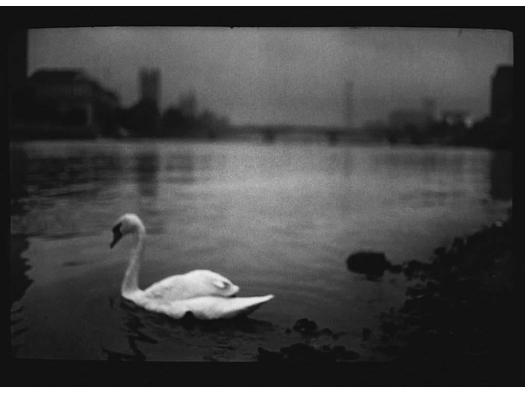 Giacomo Brunelli Black and White Photograph - Swan, Thames
