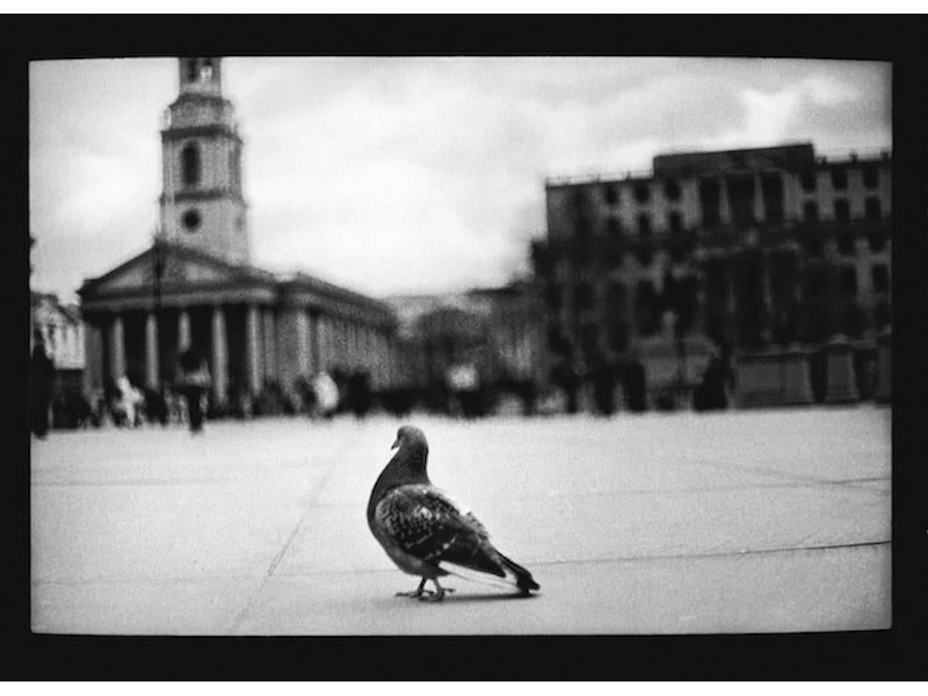 Giacomo Brunelli Black and White Photograph - Pigeon, Trafalgar Square