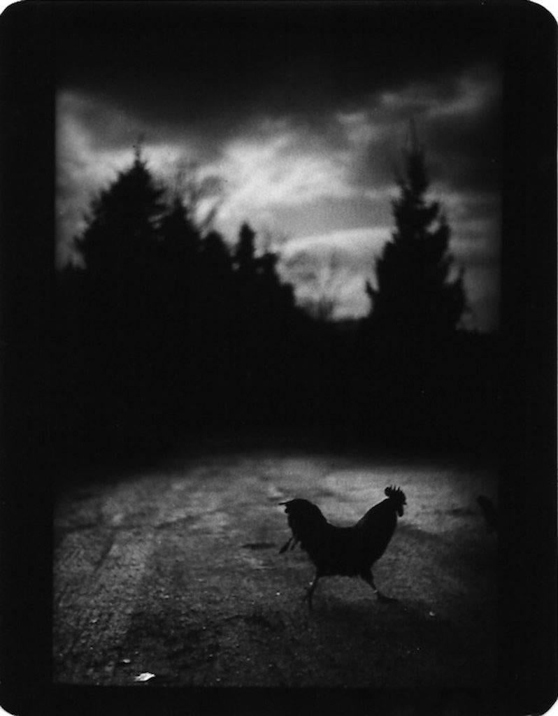 Giacomo Brunelli Black and White Photograph – Cockrel Crossing