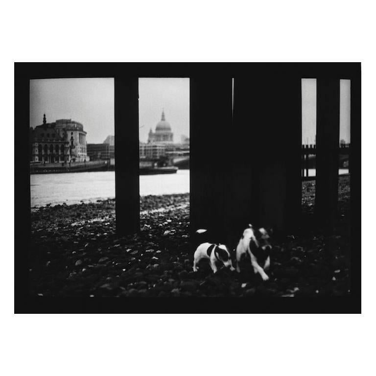 Giacomo Brunelli Black and White Photograph - Dogs St. Paul's