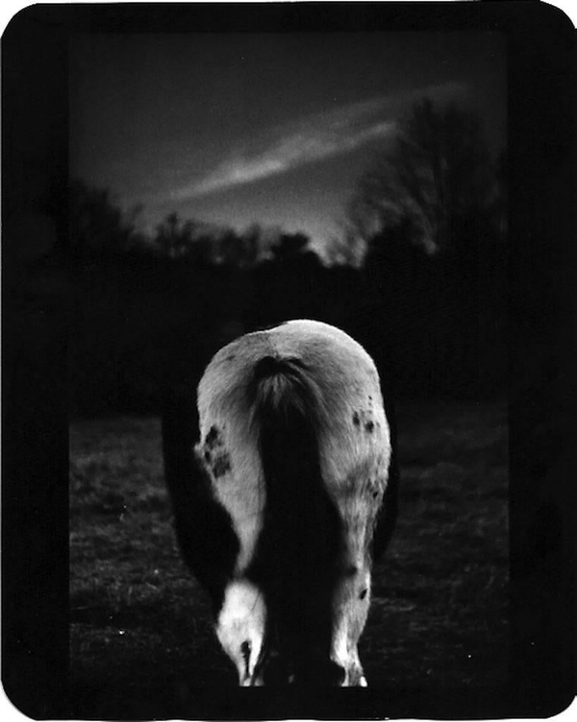 Giacomo Brunelli Black and White Photograph - Horse Bum, Montecompatri
