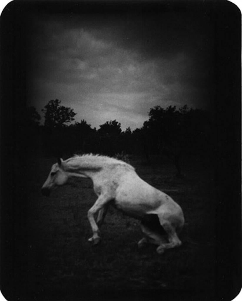 Giacomo Brunelli Black and White Photograph - Horse Standing Up