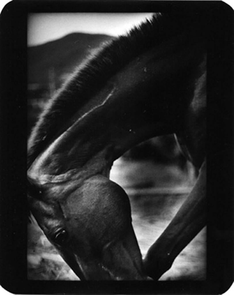 Giacomo Brunelli Black and White Photograph - Horse, Panicale