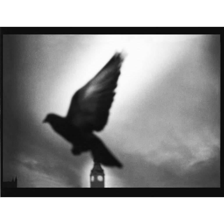 Giacomo Brunelli Black and White Photograph - Pigeon, Big Ben