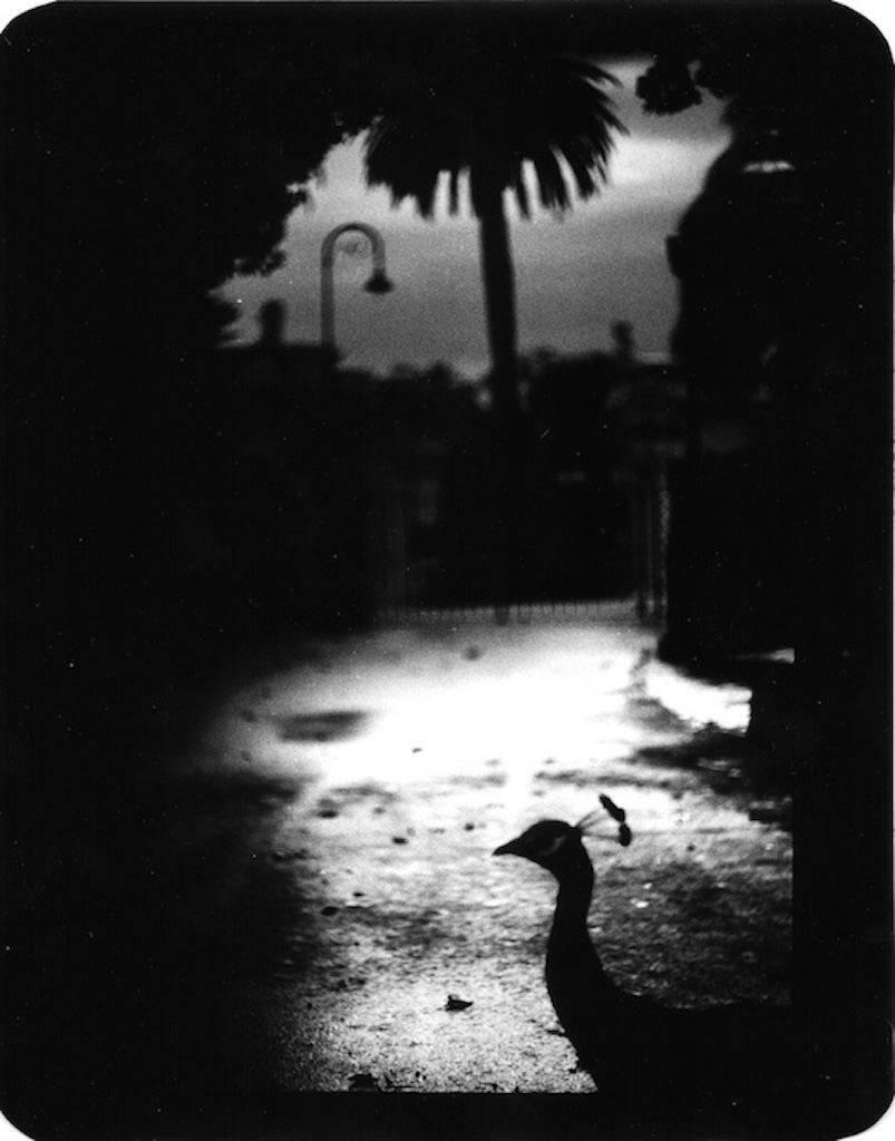 Giacomo Brunelli Black and White Photograph - Peacock Roma