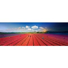 Tulips, Bergen, The Netherlands, Day to Night 1