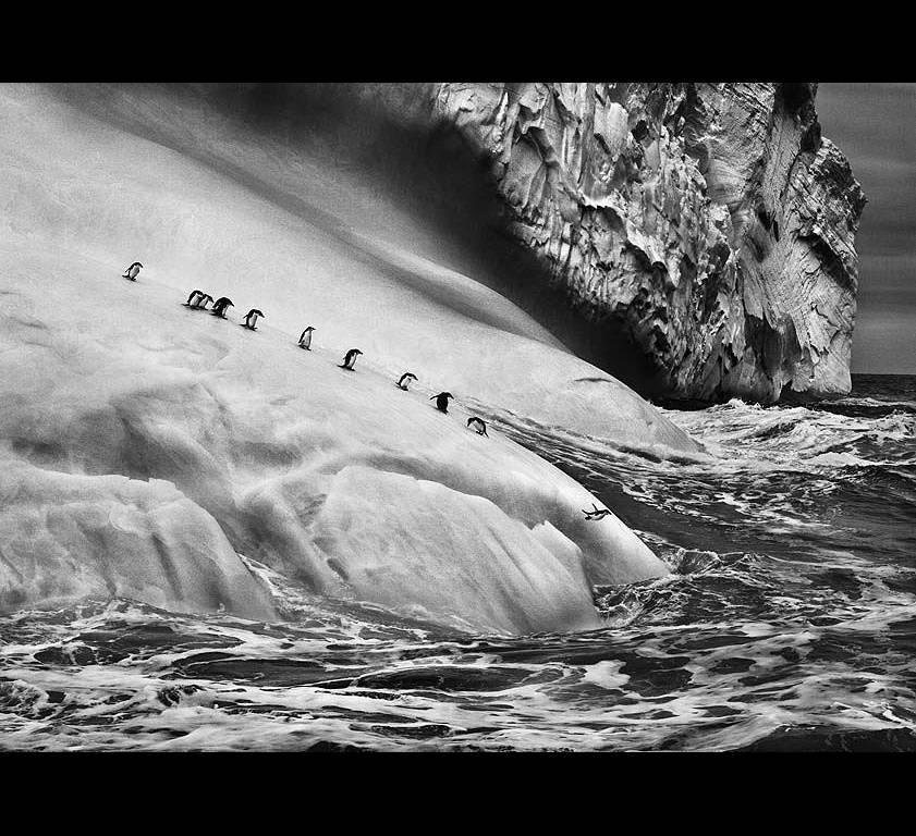 Chinstrap Penguins on an iceberg located between Zavodovski and Visokoi islands.