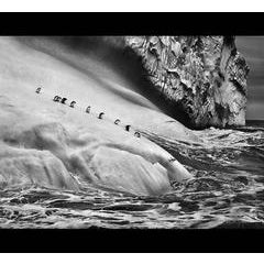 Chinstrap Penguins on an iceberg located between Zavodovski and Visokoi islands. 7
