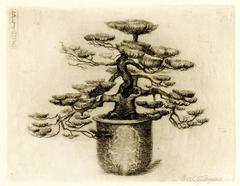 Antique Japanese Tree (Dwarf Pine)