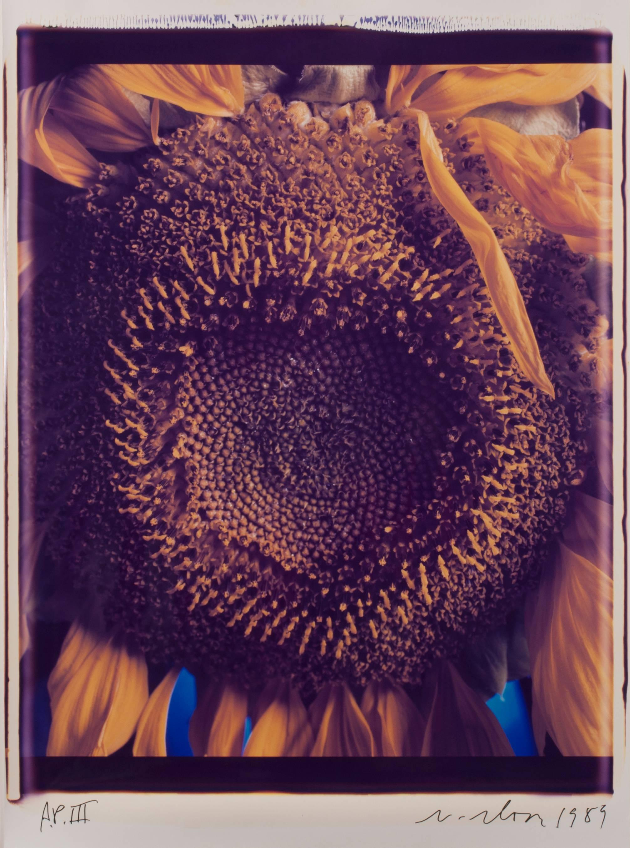 Chuck Close Color Photograph - Sunflower