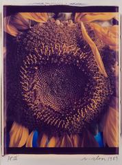 Vintage Sunflower