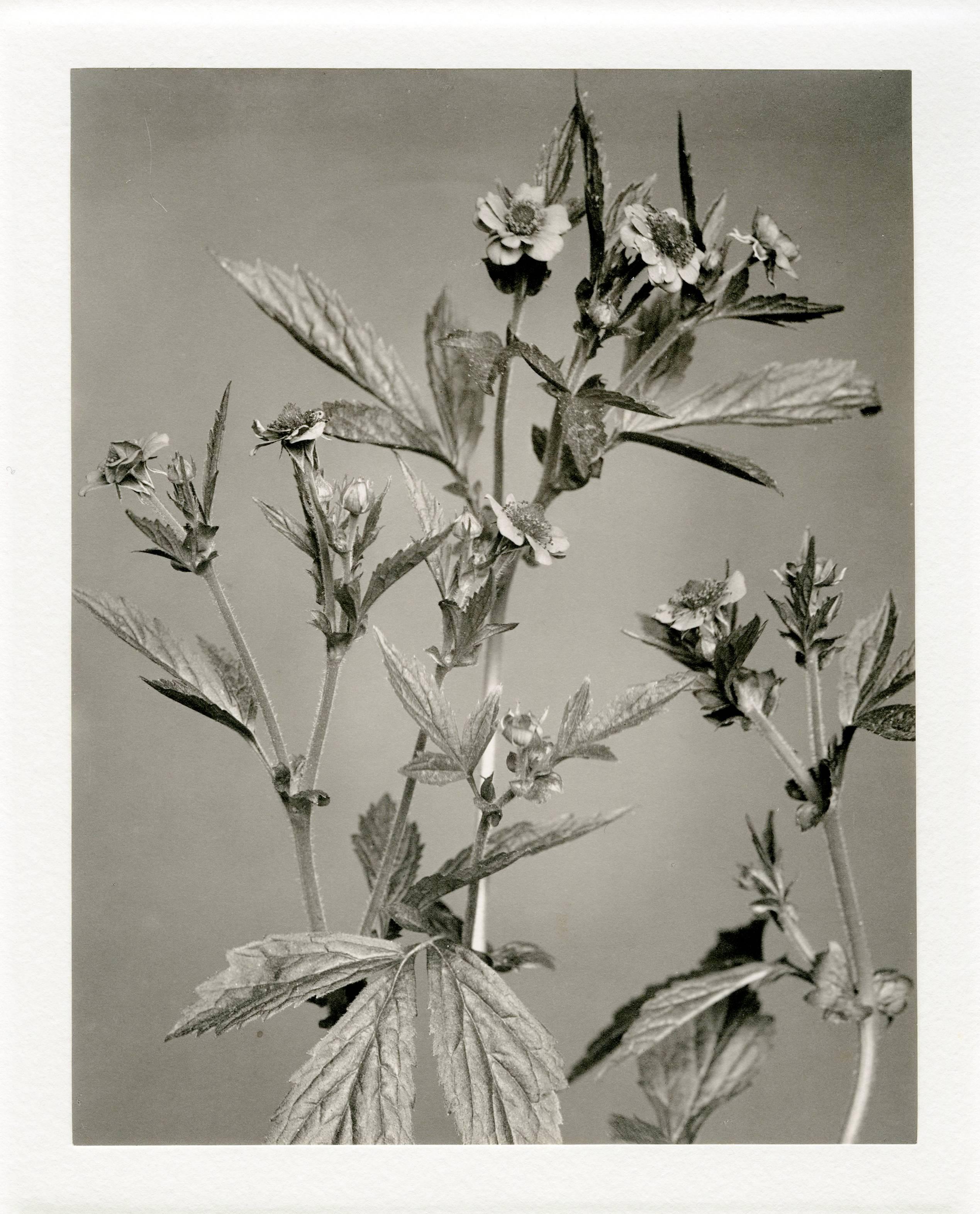 Edwin Hale Lincoln  Black and White Photograph - No. 365 Yellow Avens