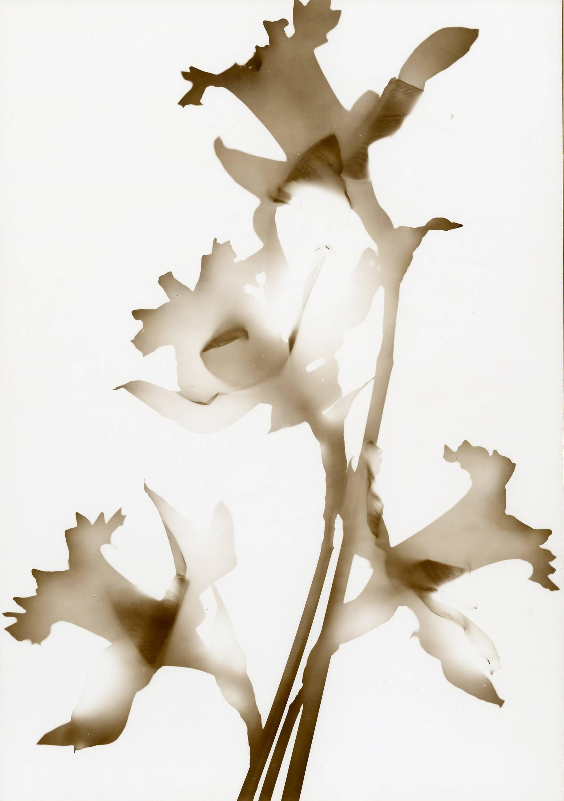 Naomi Savage Still-Life Photograph - Daffodil