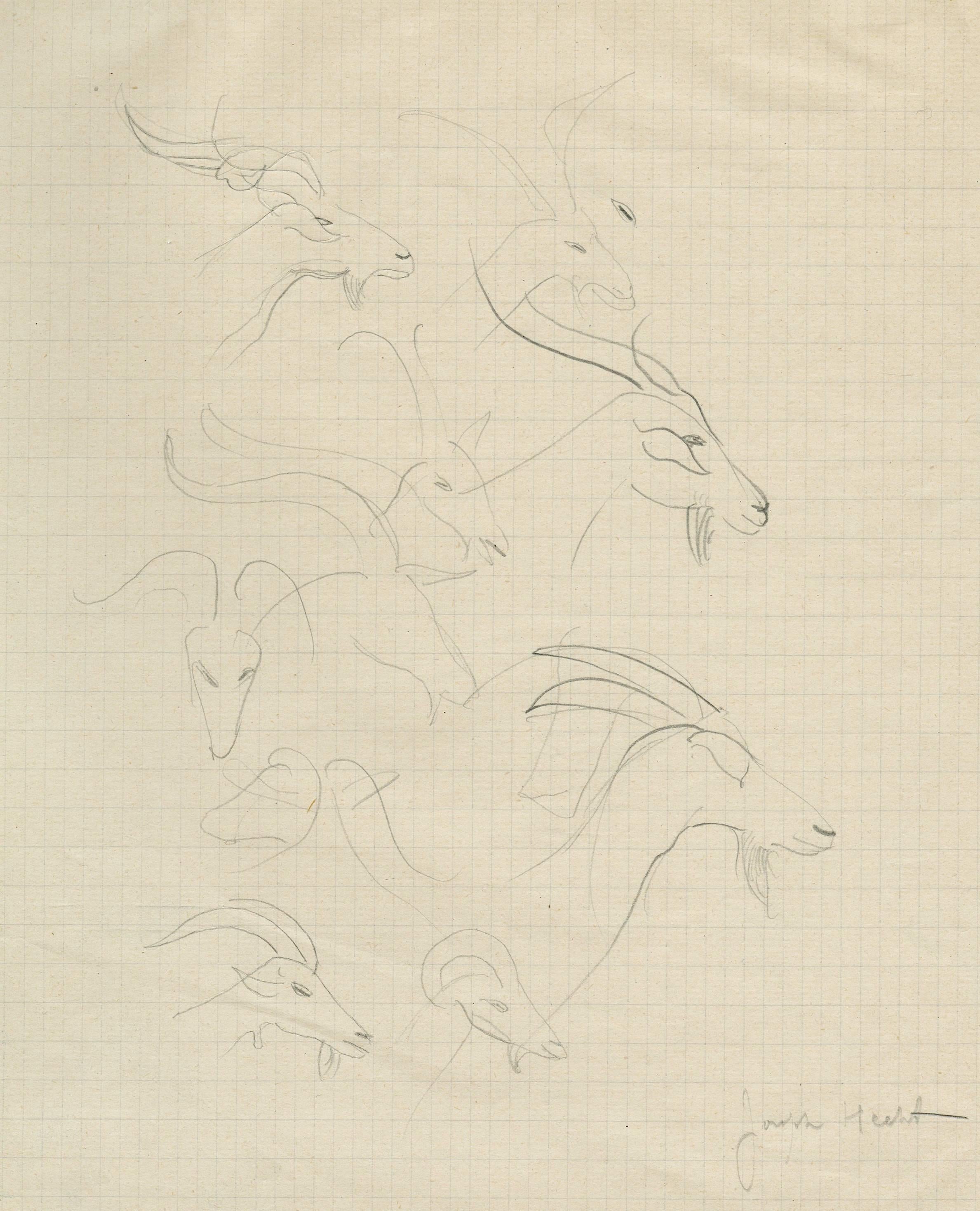 Animal Art Joseph Hecht - Page de Croquis : Tetes de Antilops