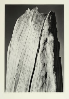White Stump, Sierra Nevada, California