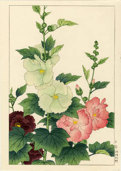 Hollyhocks