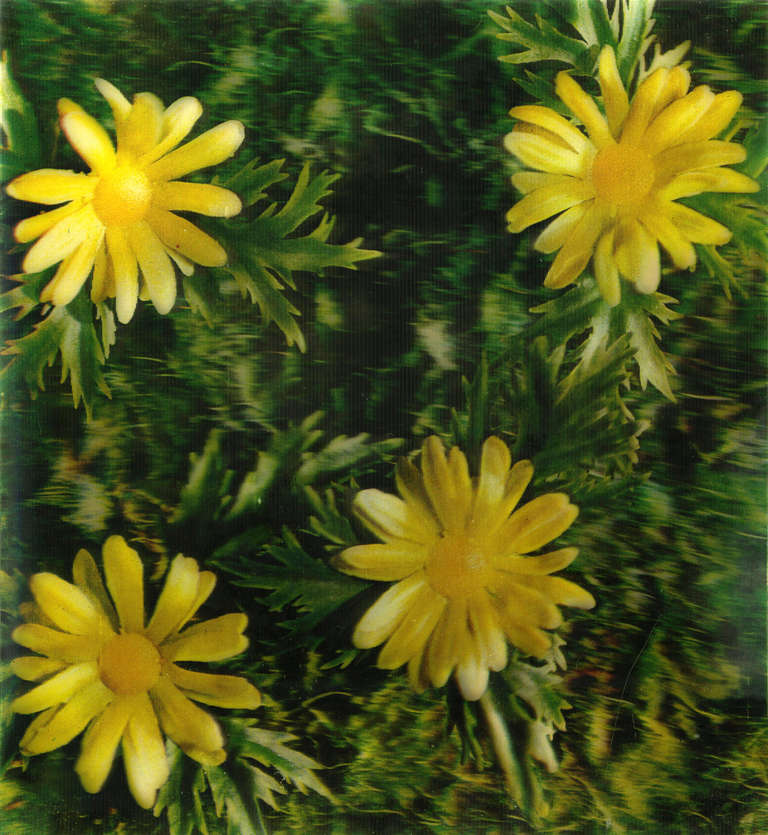 Andy Warhol Still-Life Print - Flowers - Project for Rain Machine