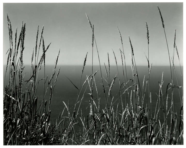 Edward Weston Landscape Photograph - Grass Against Sea