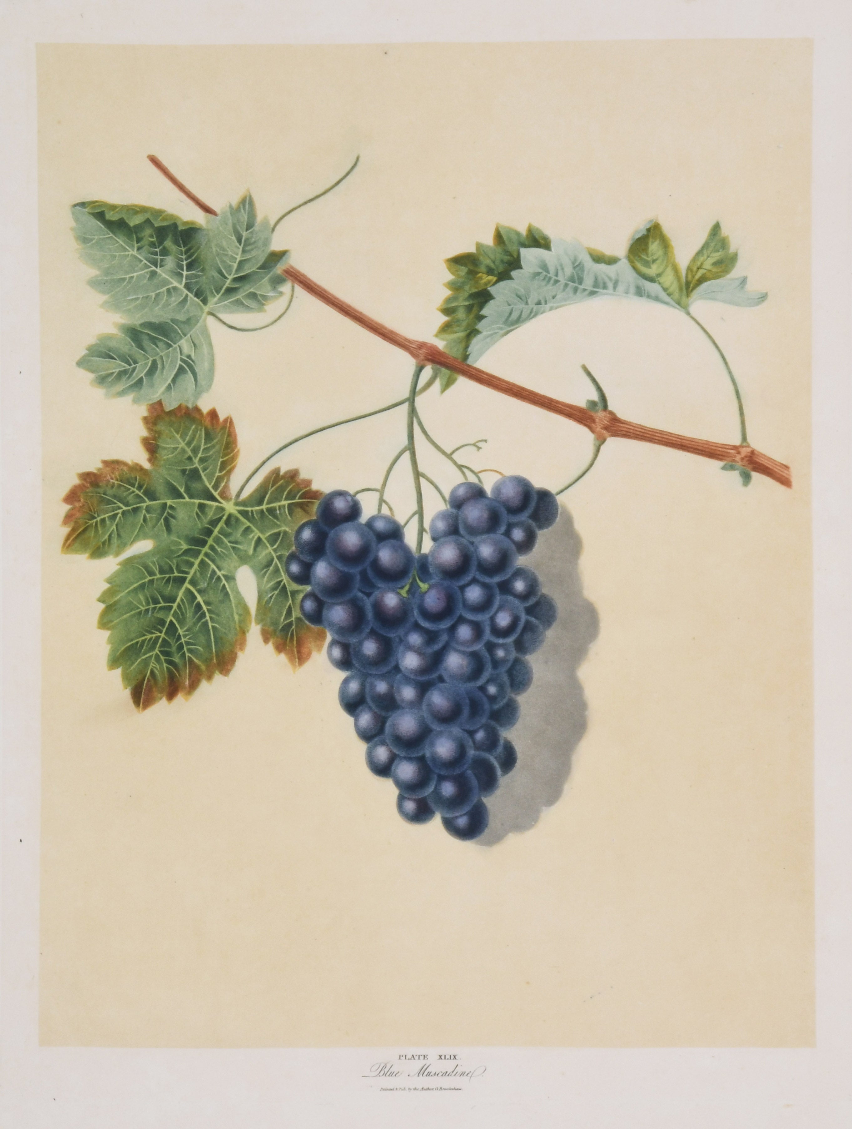 george brookshaw Still-Life Print - Brookshaw Botanical, Grapes, large folio, Natural Hisotry, Fruit Specimen