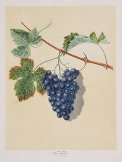 Brookshaw Botanical, Grapes, large folio, Natural Hisotry, Fruit Specimen