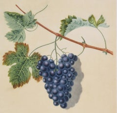 Brookshaw Botanical, Grapes, large folio, Natural Hisotry, Fruit Specimen