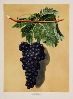 Brookshaw Botanical, Natural History, Aquatint, Still Life, large folio
