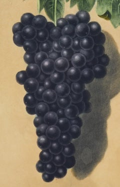 Brookshaw Botanical, Natural History, Aquatint, Still Life, large folio