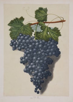 Brookshaw Botanical, Fruit, Grapes, Aquatint, 1st Edition, Natural History