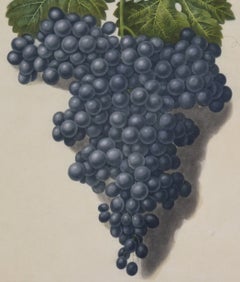 Brookshaw Botanical, Fruit, Grapes, Aquatint, 1st Edition, Natural History