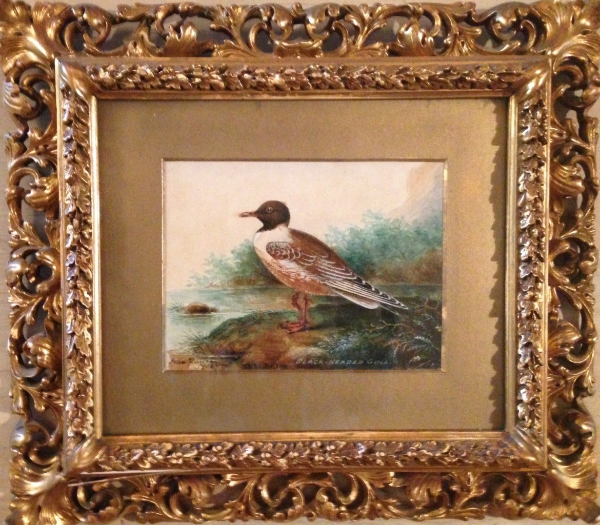 John Duncan Landscape Painting - “Black-Headed Gull”