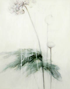 Inflorescence : Parapluie