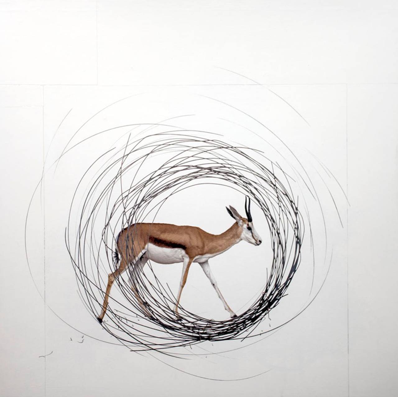 Andre Petterson Animal Painting - Circle 2