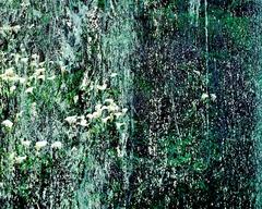 Visual Ambient Drone, Pacific Ocean, Calla Lilies 9