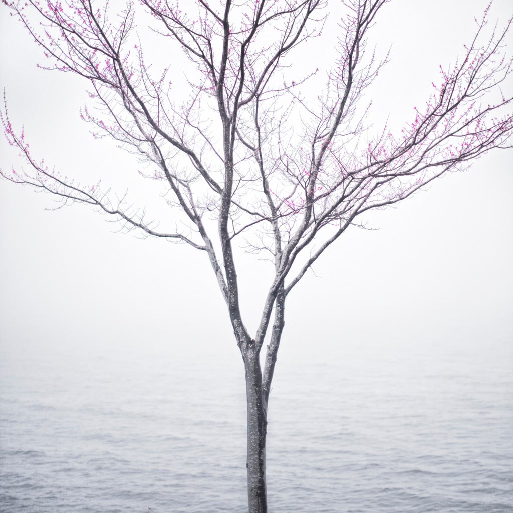 Cig Harvey Color Photograph - Spring Tree in Fog