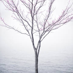 Spring Tree in Fog