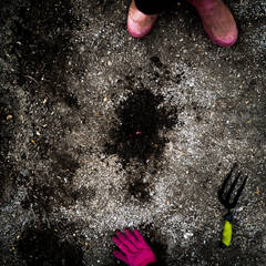 The Zucchini Seed 1