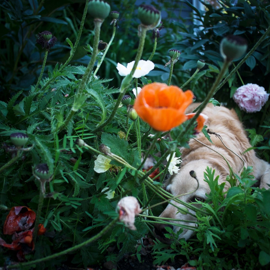 Cig Harvey Color Photograph - Scarlett & the Poppies