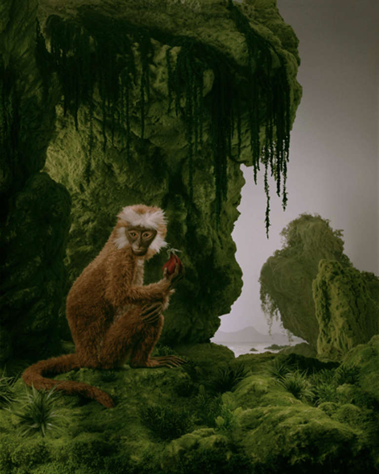 The Monkey - Photograph by Didier Massard