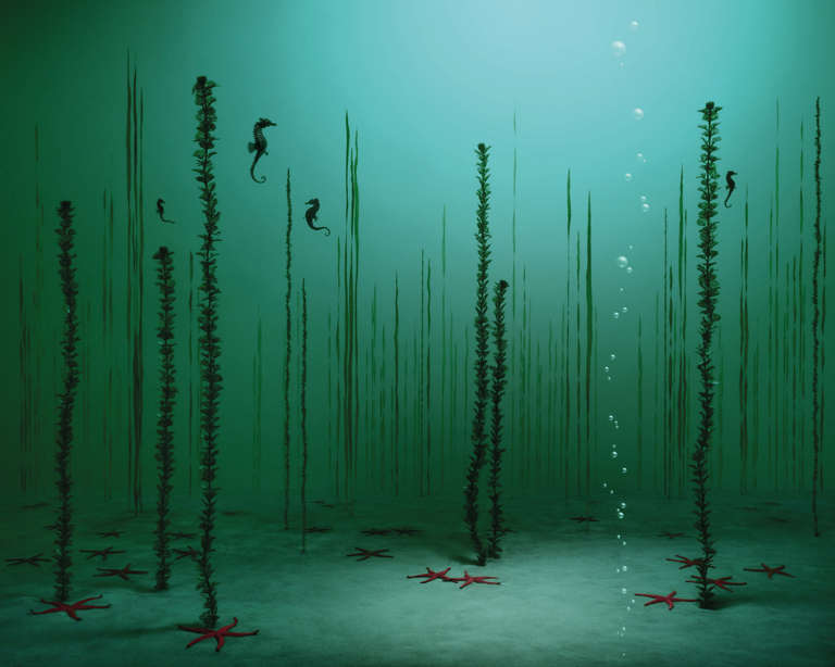 Underwater Garden - Photograph by Didier Massard
