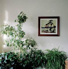 STARS HOUSE; PLANTS, RAINBOWS, AND A TOM THOMSON PRINT