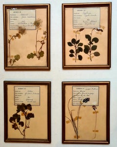 Herbier Botanical Specimens, Set of Four, Gilt Framed, French