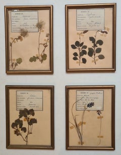 Herbier Botanical Specimens, Set of Four, Gilt Framed, French