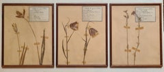 Herbier – Botanische Exemplare, Dreier-Set, gerahmt, französisch