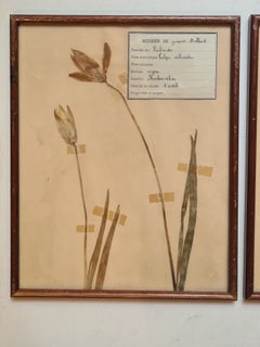 Herbier – Botanische Exemplare, Dreier-Set, gerahmt, französisch