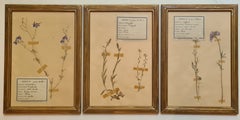 Herbier Botanical Specimens, Set of Three, Gilt Framed, French